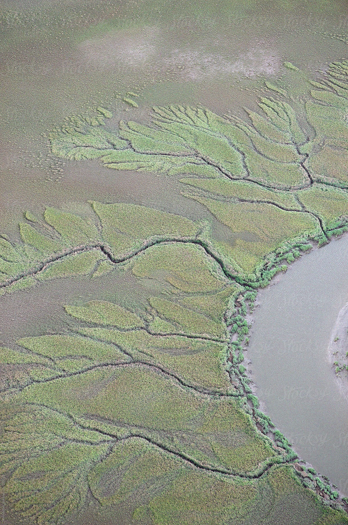 aerial photograph wetland spartina marsh estuarine tidal marsh coastal South Carolina