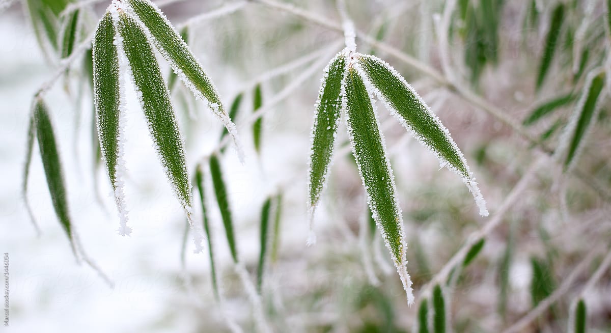 Hoarfrost on bamboo leaves in winter
