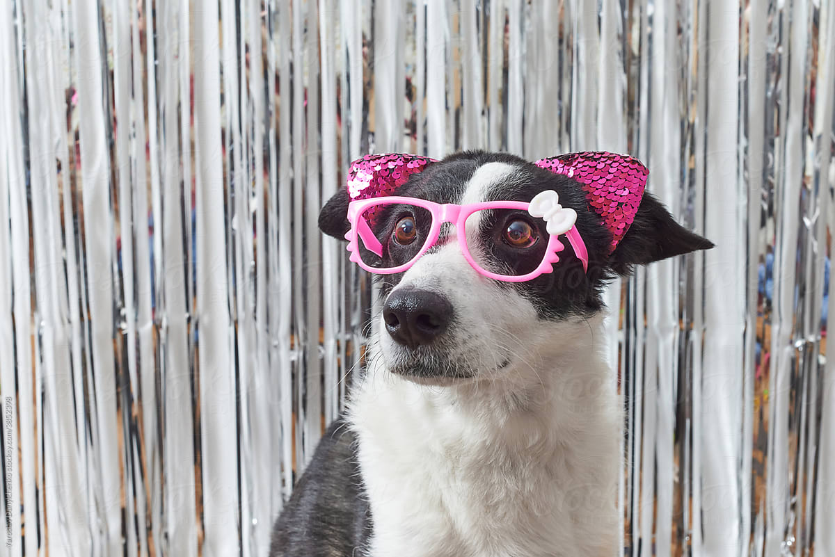 Cute black and white dog with pink glasses and ears