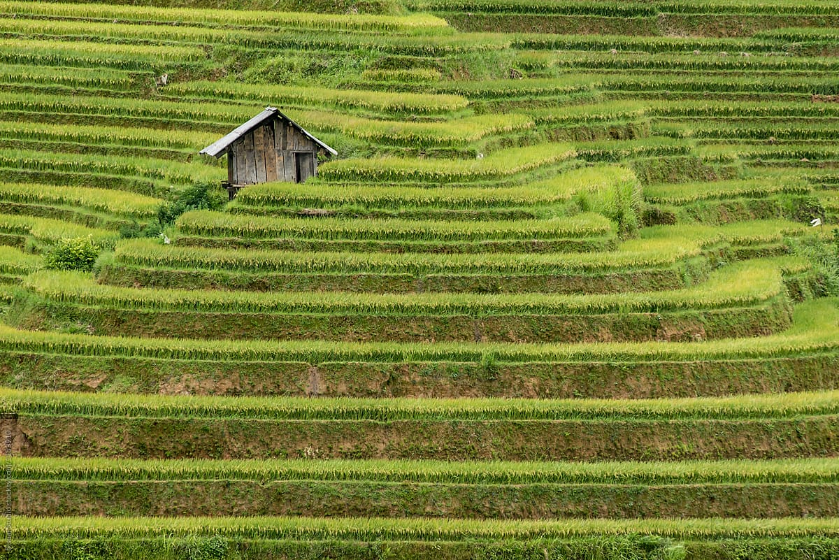 Sunny Rice Fields With Houses On Top Of Hills by Bisual Studio - Landscape,...