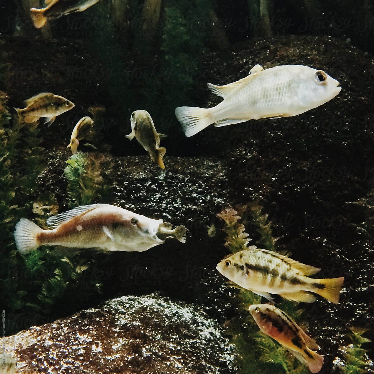 An aquarium full of fish with one fish with another fish in it\'s mouth.