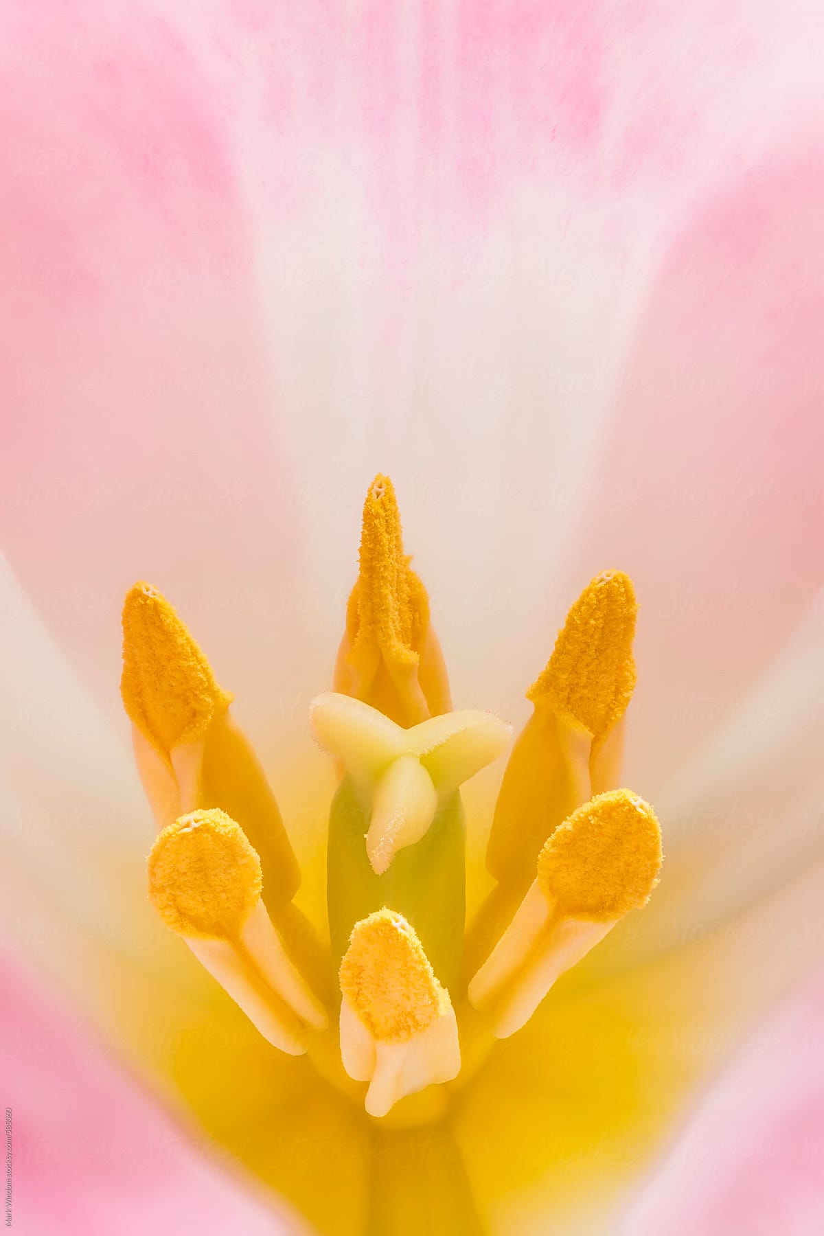 Pink tulip, backlit