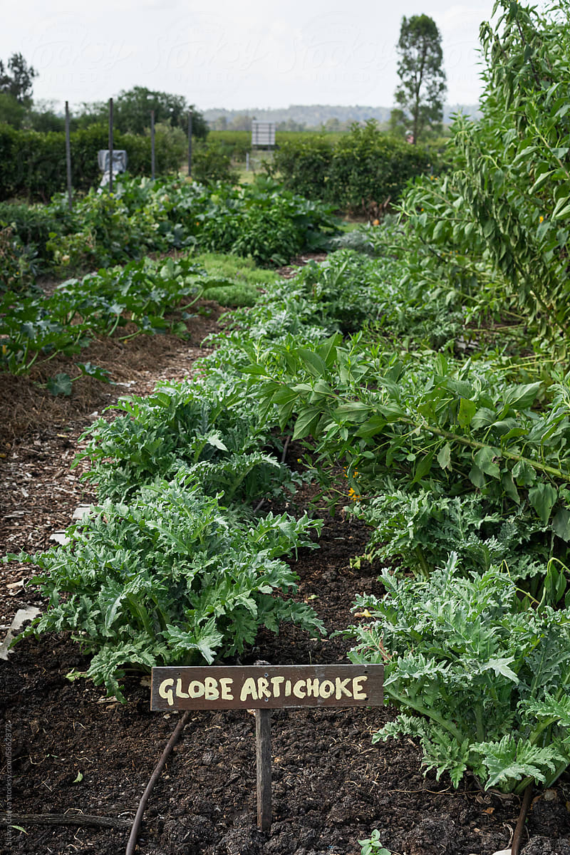 Globe artichoke wooden sign on a vegetable garden