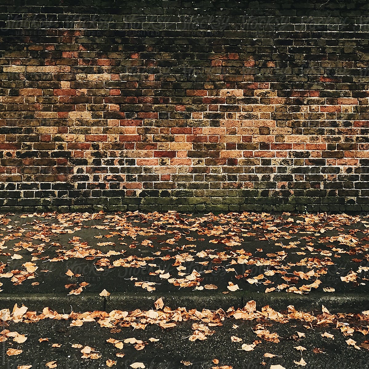 Fallen leaves next to a wall