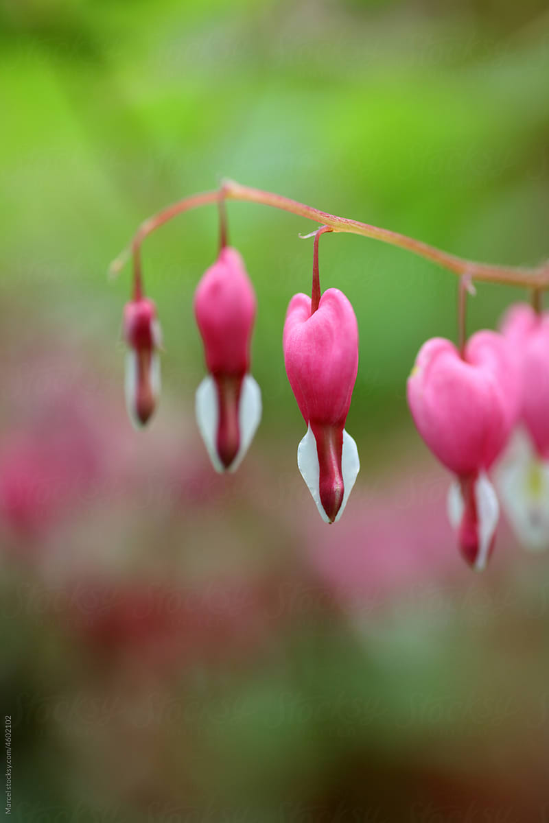Pink dicentra flowers