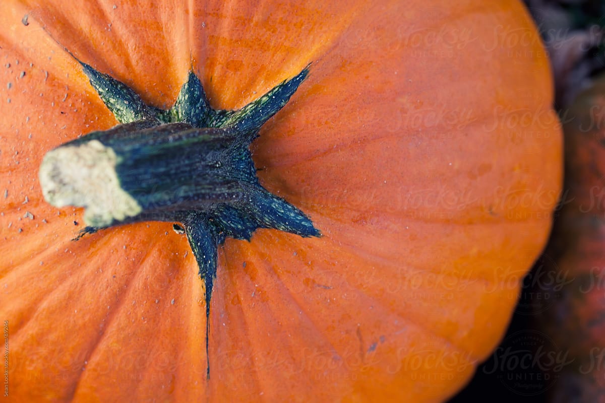 Autumn: Close Up of Pumpkin