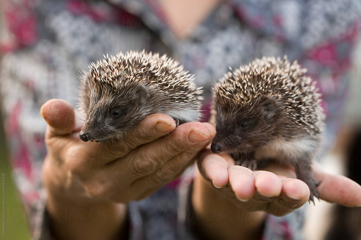 woman hands with hedgehogs