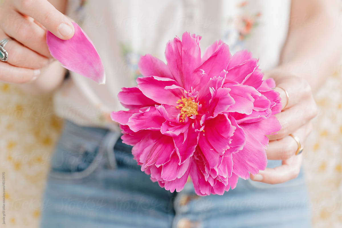 Woman Pulling Petals off a Bright Pink Peony