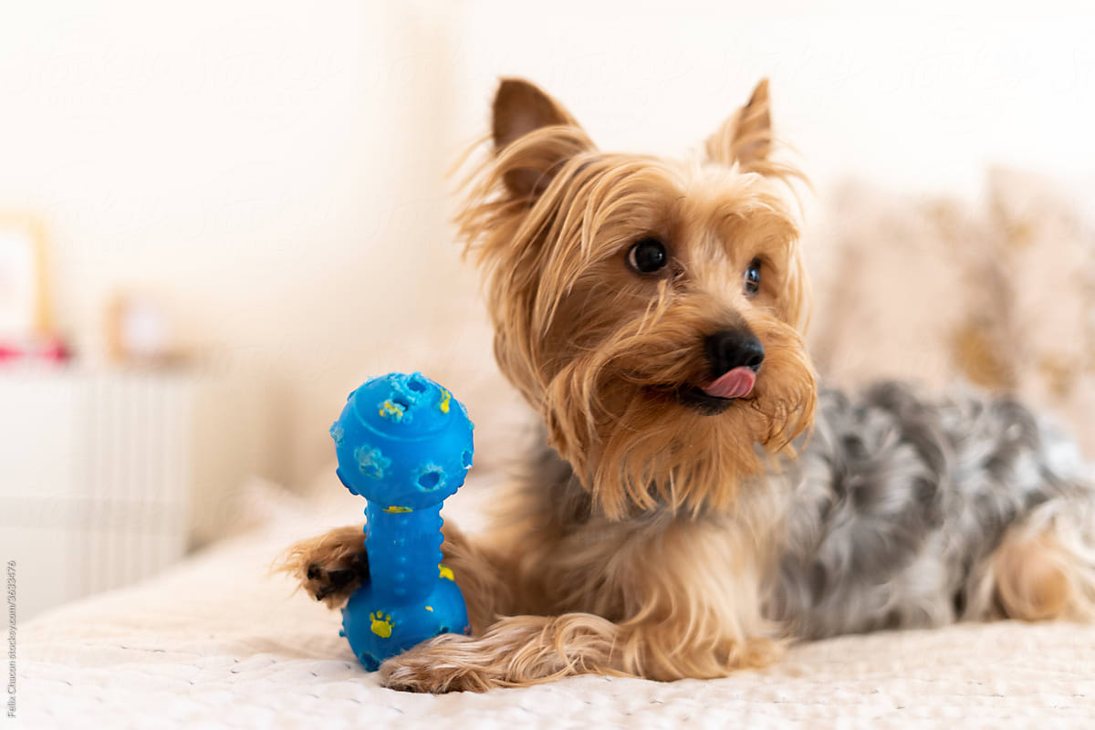 A Yorkshire Terrier Dog Playing At Home