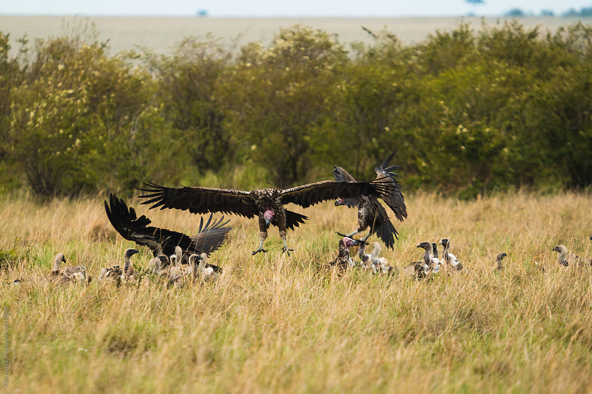 Wild vultures on field