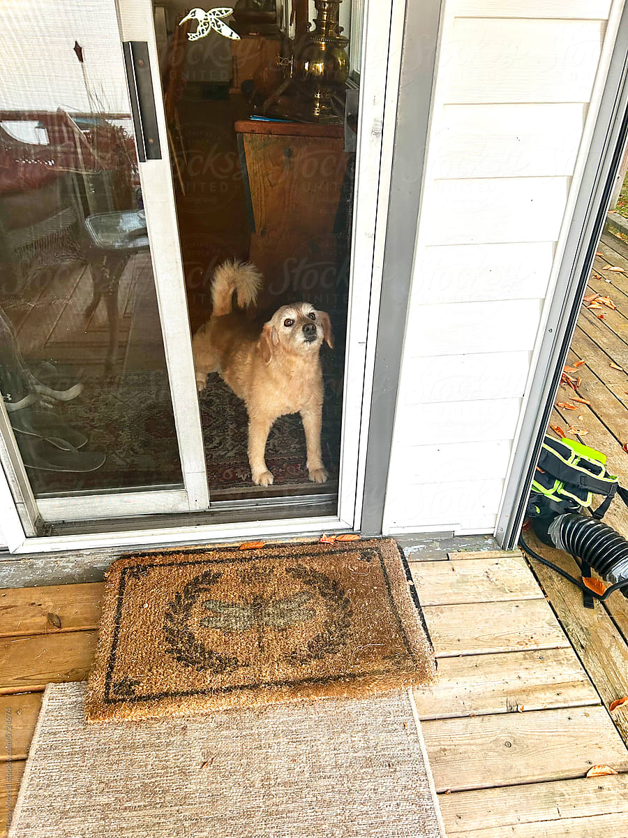 UGC dog waiting at the door