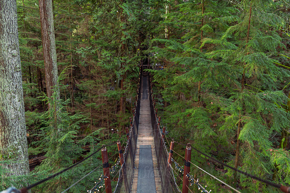 An empty bridge with pine trees on the sides