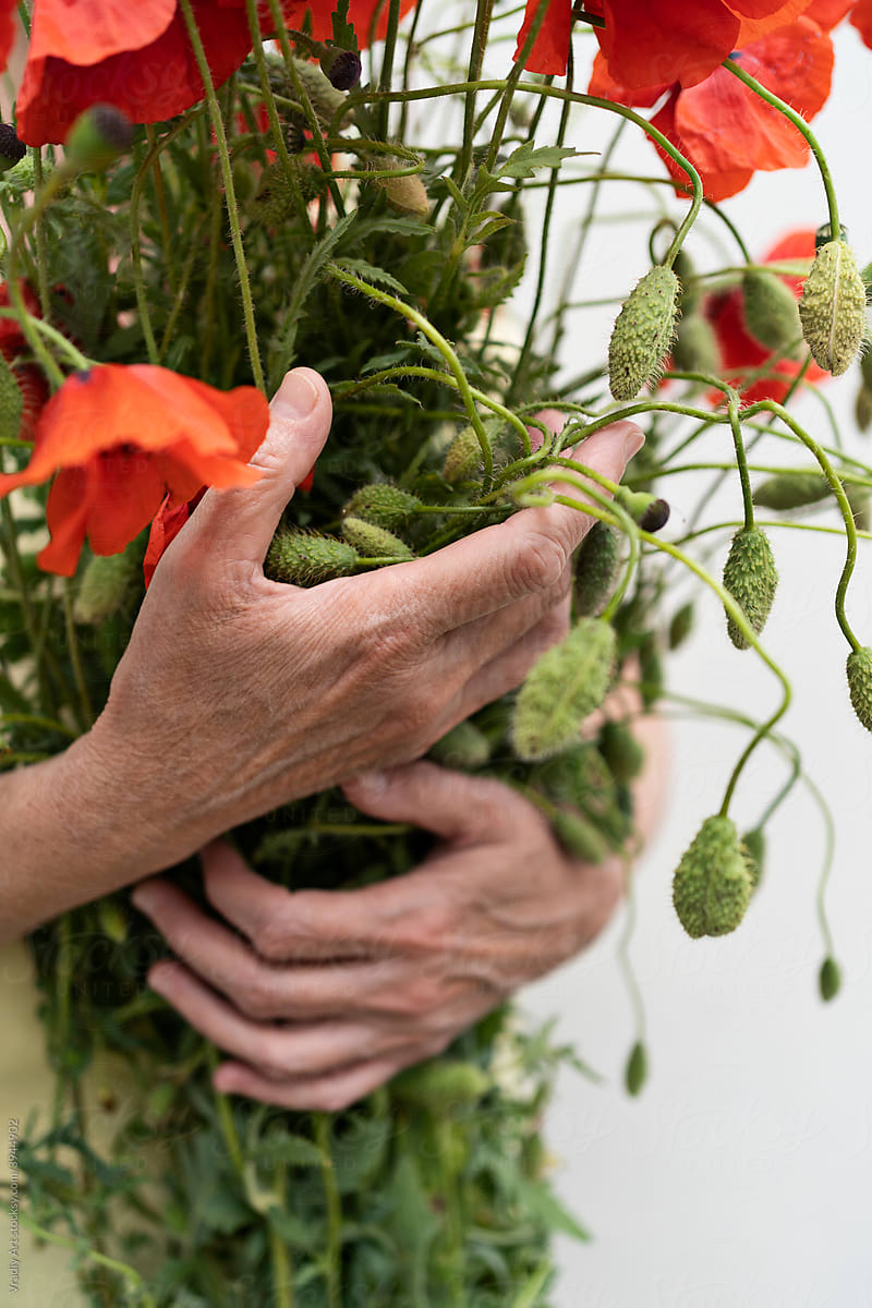 Hands with wild poppies