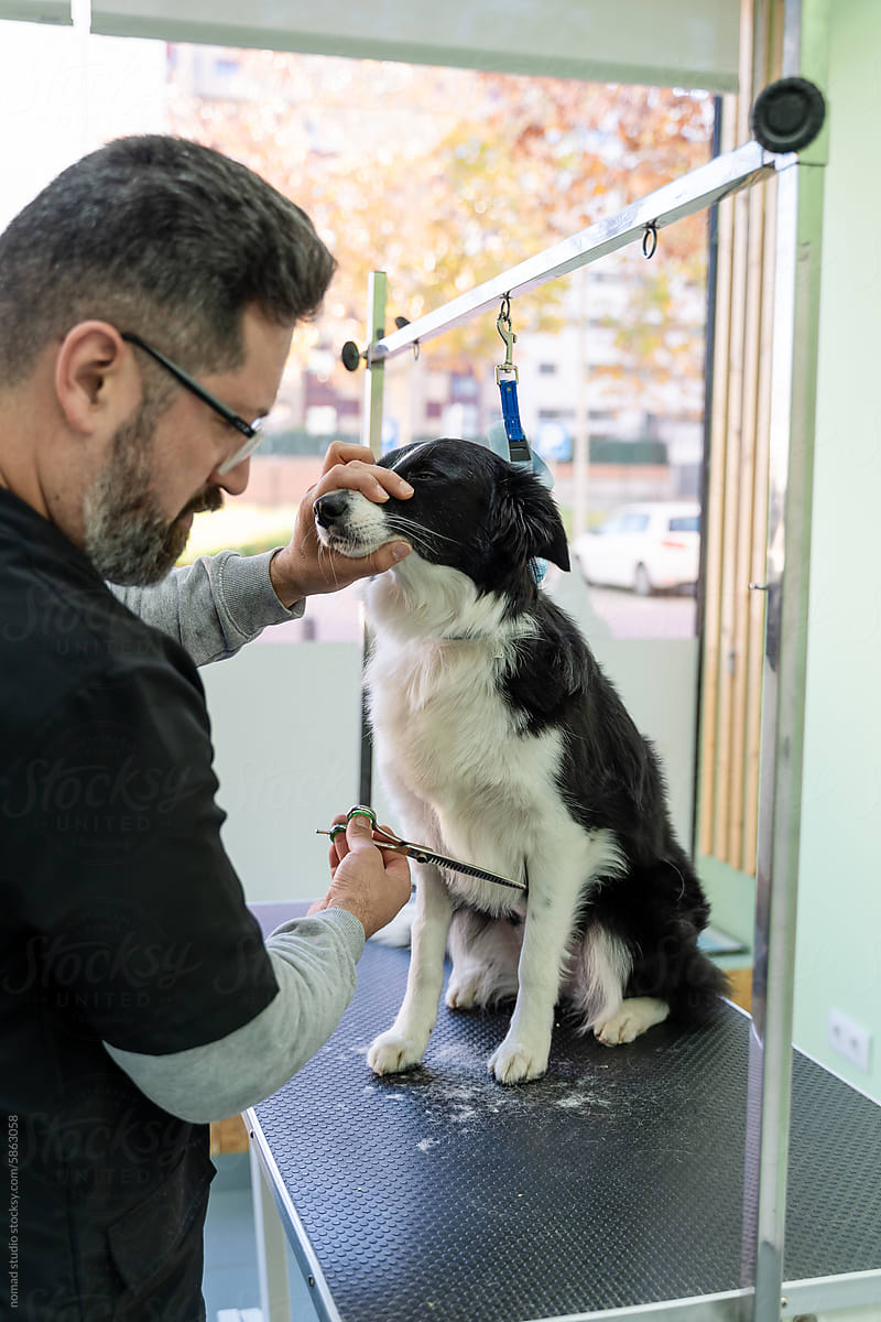 Male veterinarian cutting dog hair.