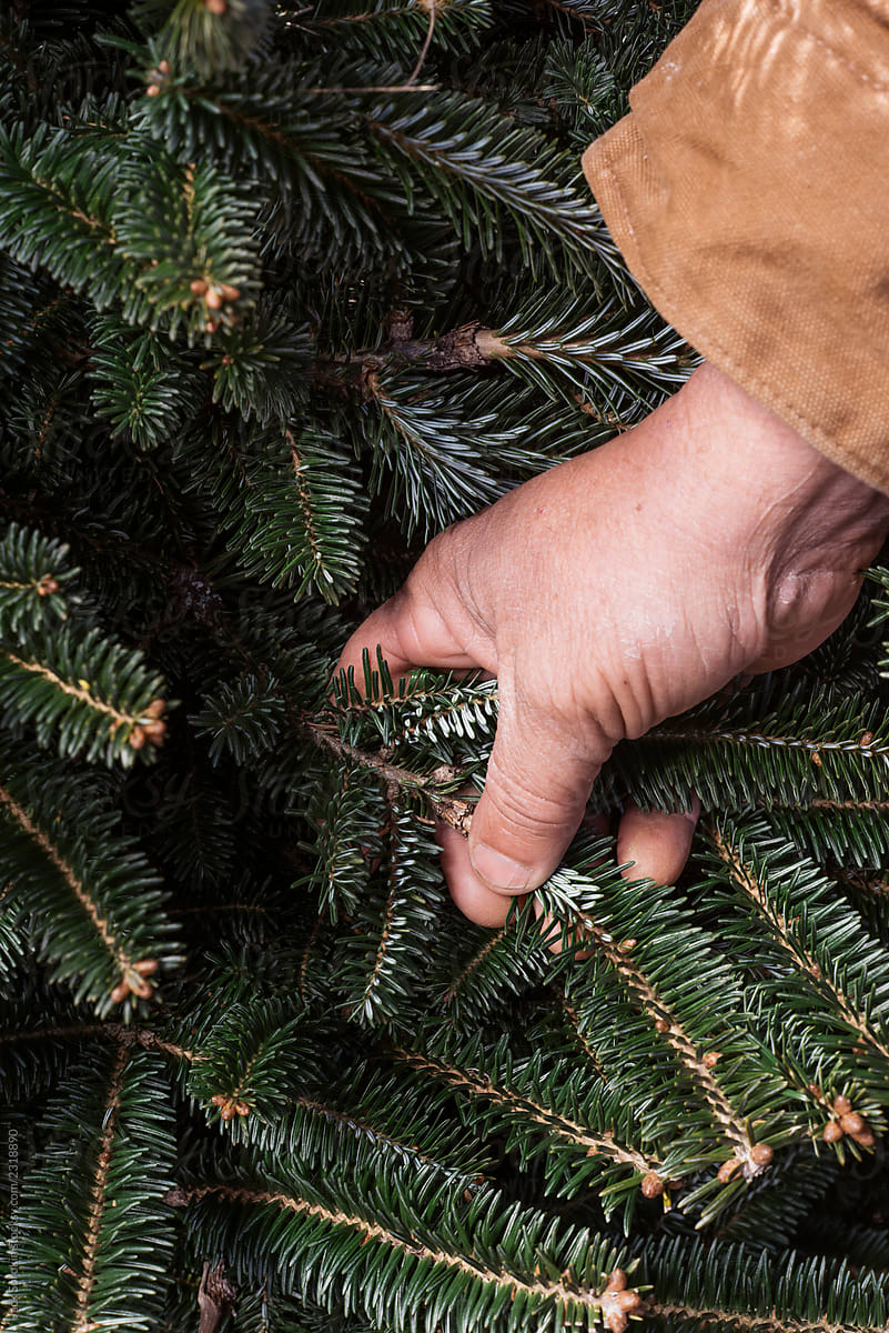 Close up of a Farmer handling a Christmas Tree