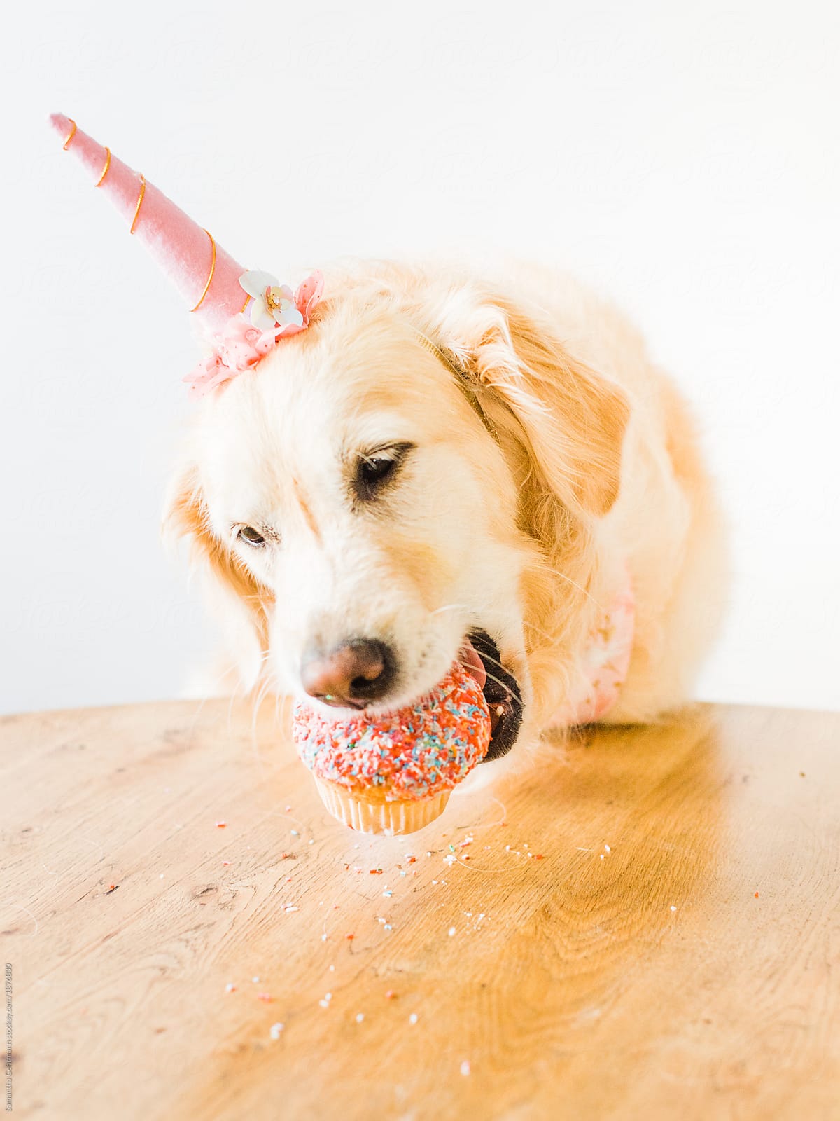 Dog eating cake for birthday