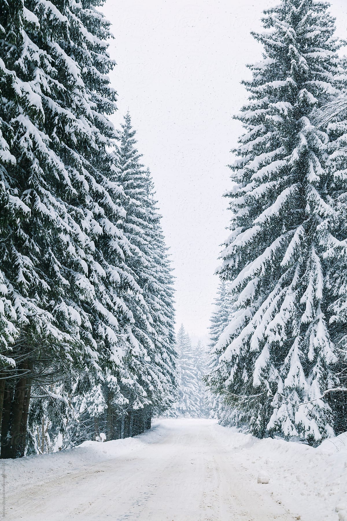 Snowy road in snow forest