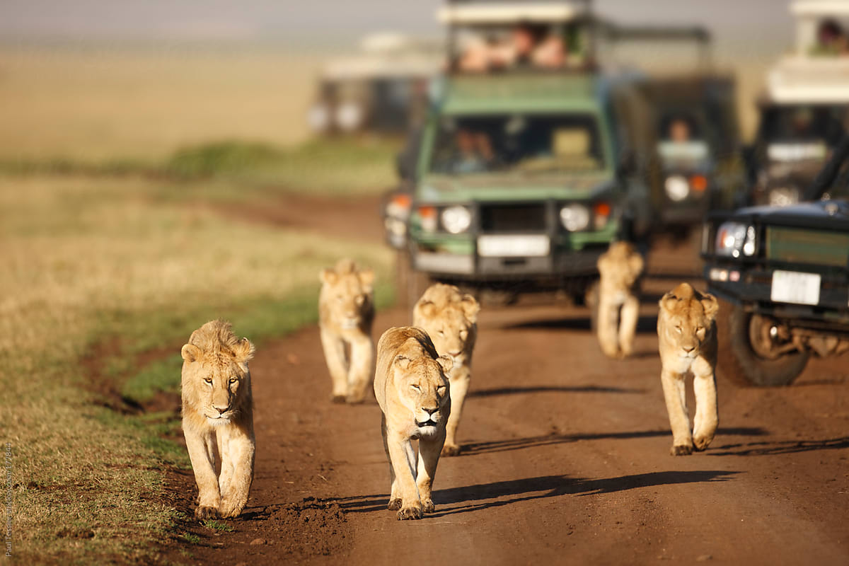 Lions and Safari Vehicles
