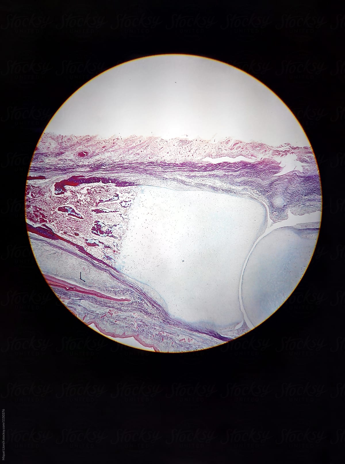 Microscope photography of different organic tissues made with a phone camera