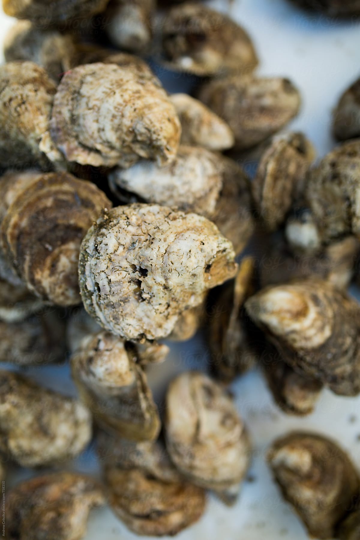 fall oysters roast  + fry - digital file