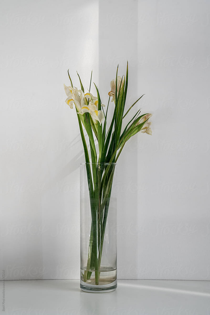 Fading white daffodils in vase