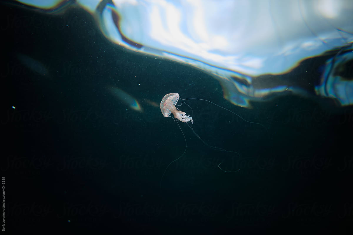 Underwater Photo Of A Jellyfish