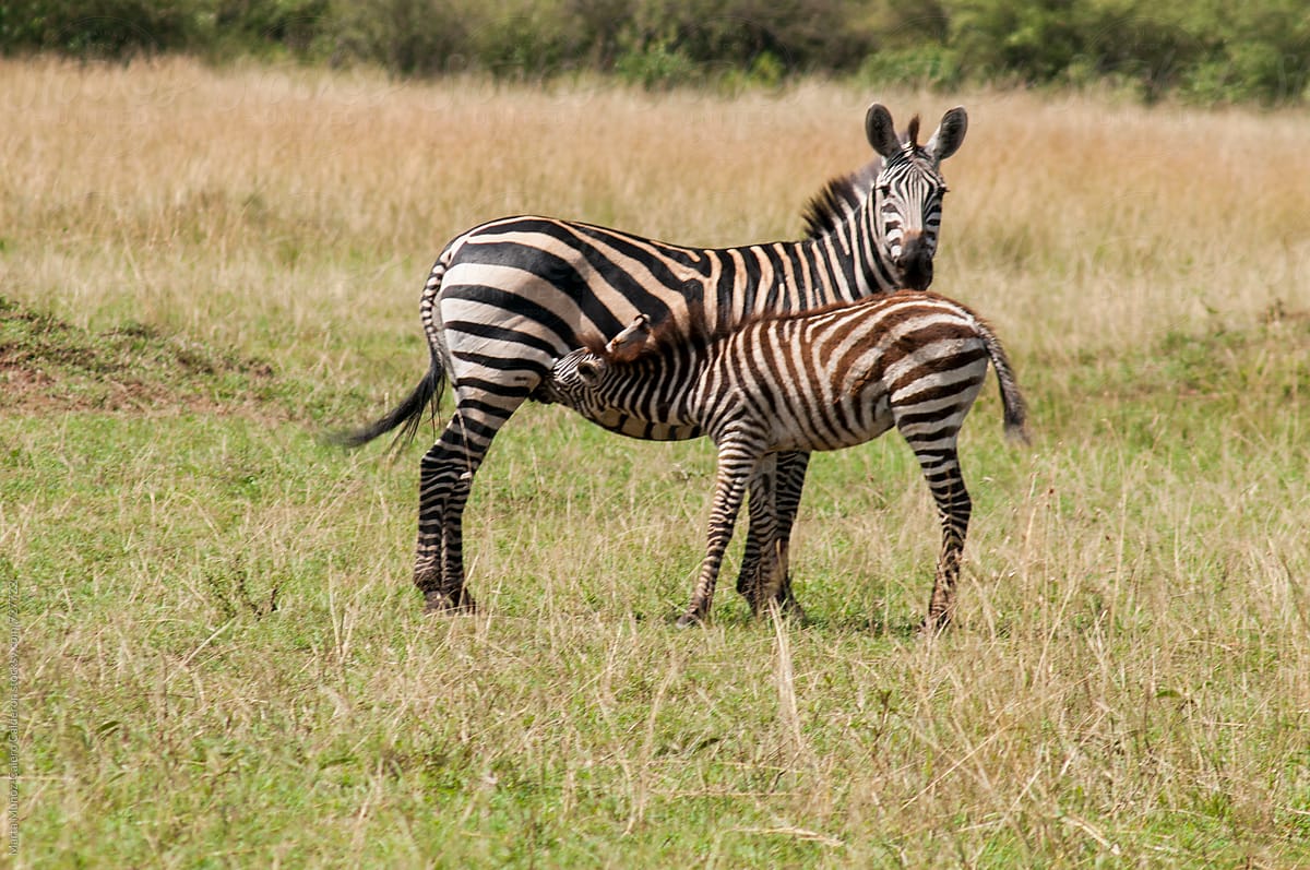 Breeding zebra with its mother in Kenia