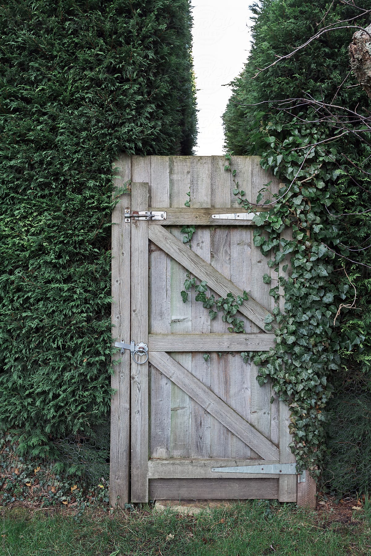 Closed garden gate between tall garden hedge.