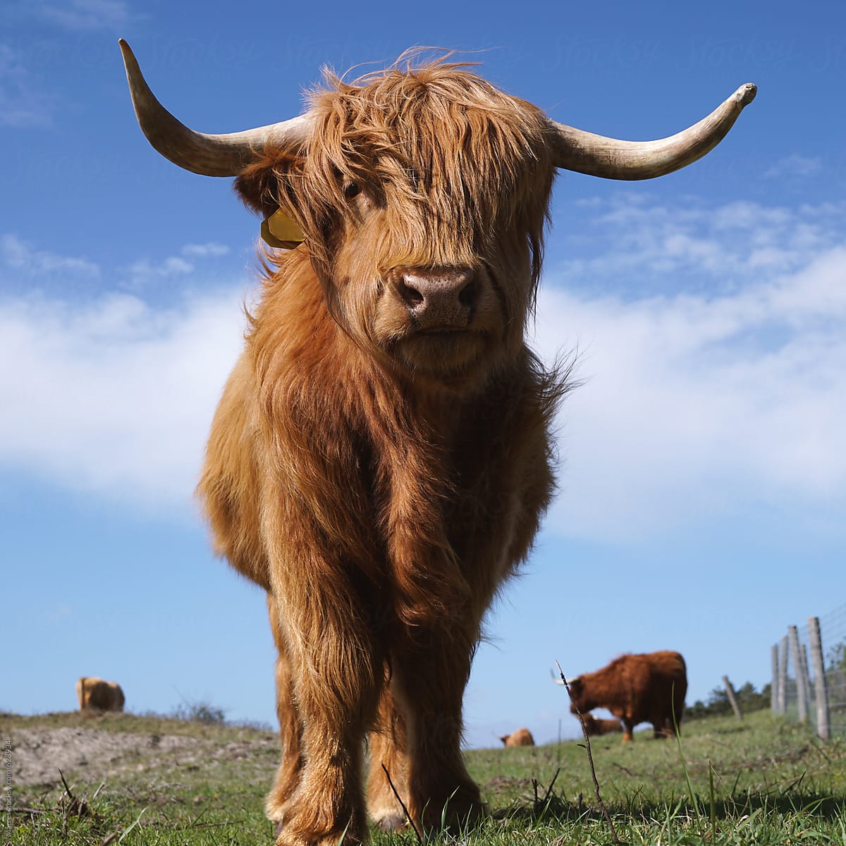 Scottish highland cows