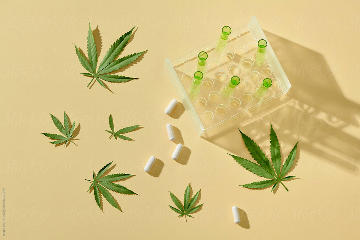 Marijuana plant and cannabis oil bottles