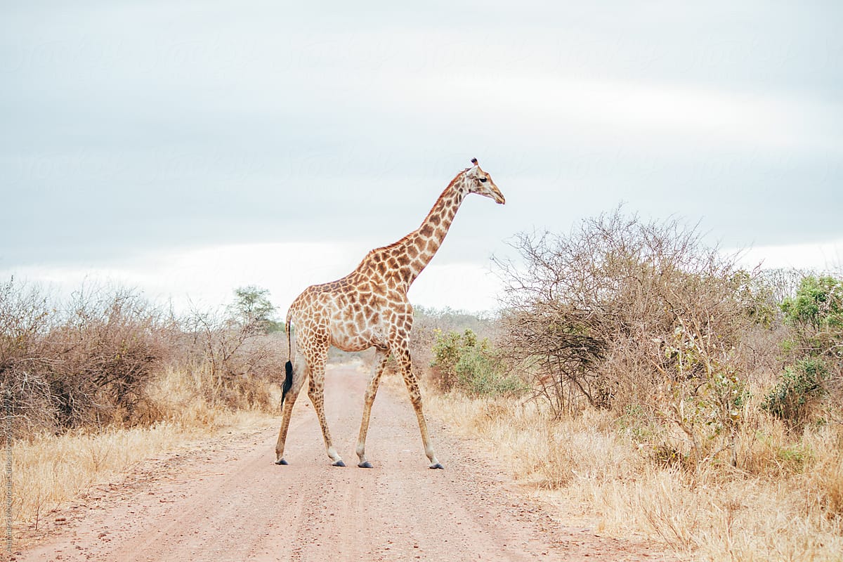 Giraffe crossing the road on a safari