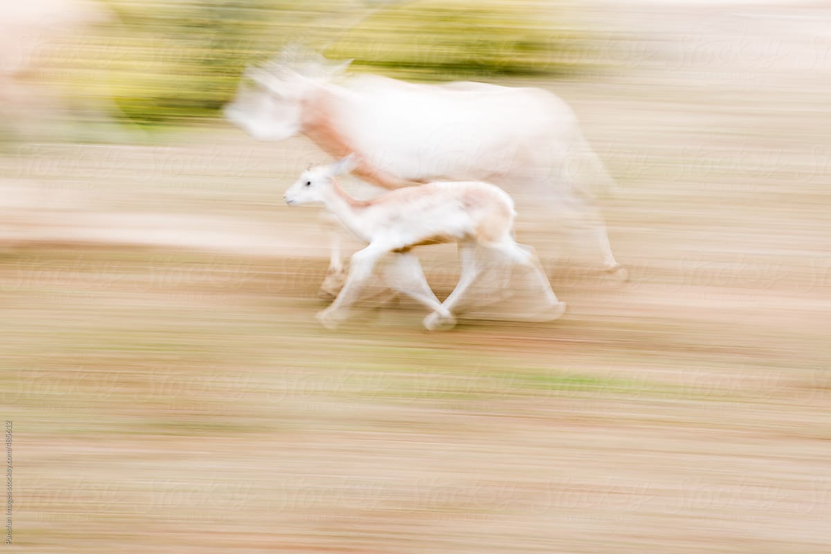 antelope run