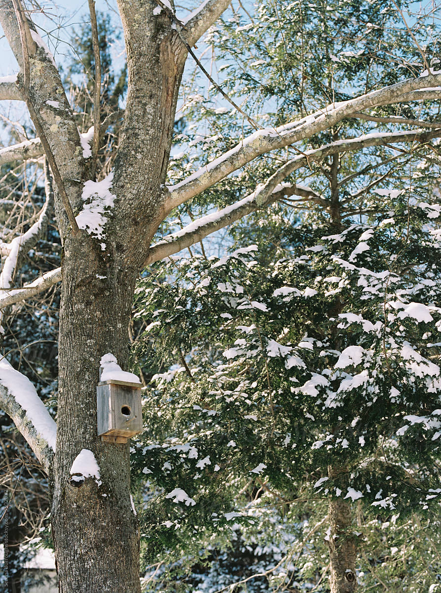 bird house in snowy tree in winter