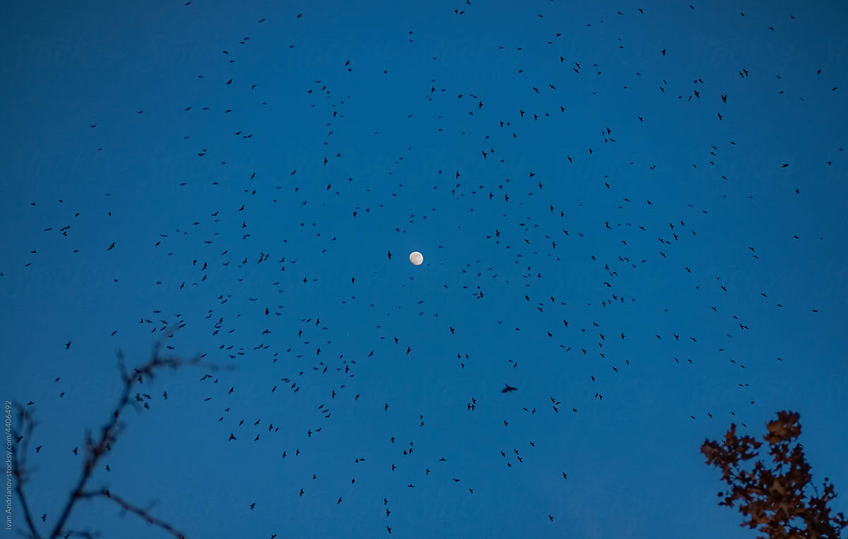 Huge Flock of Birds Around the Moon at Night