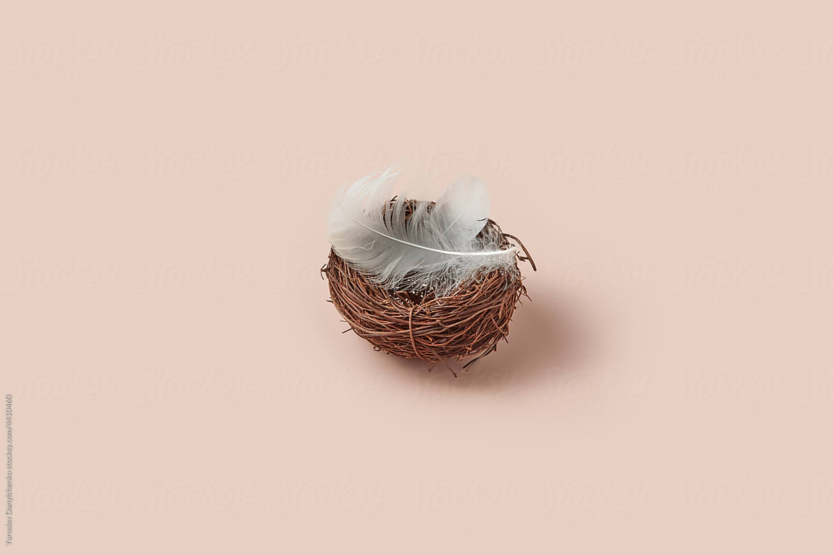 White feather lying in bird nest