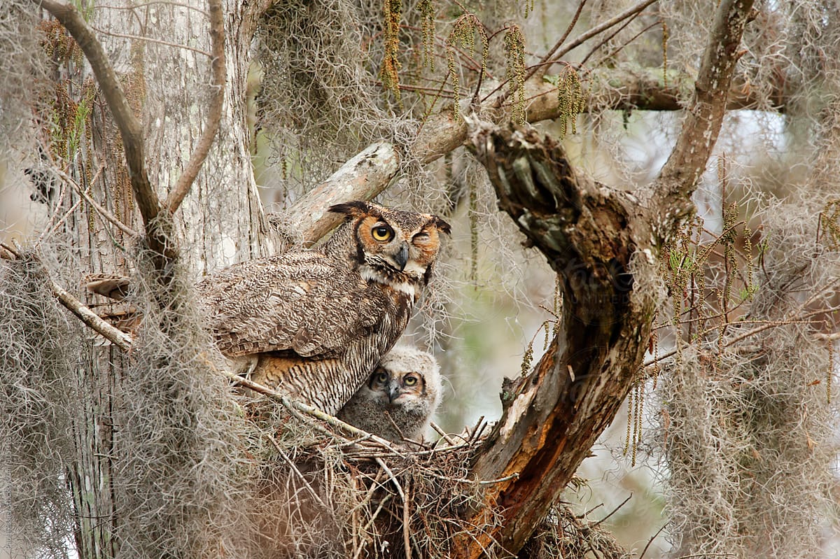 Great Horned Owl with Chick