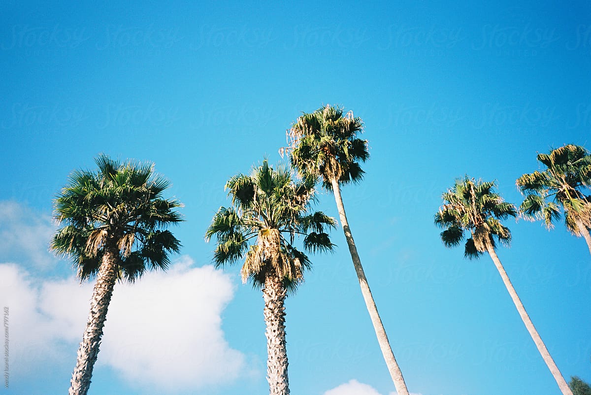 california palm trees in a row against brillant bright blue sky on film