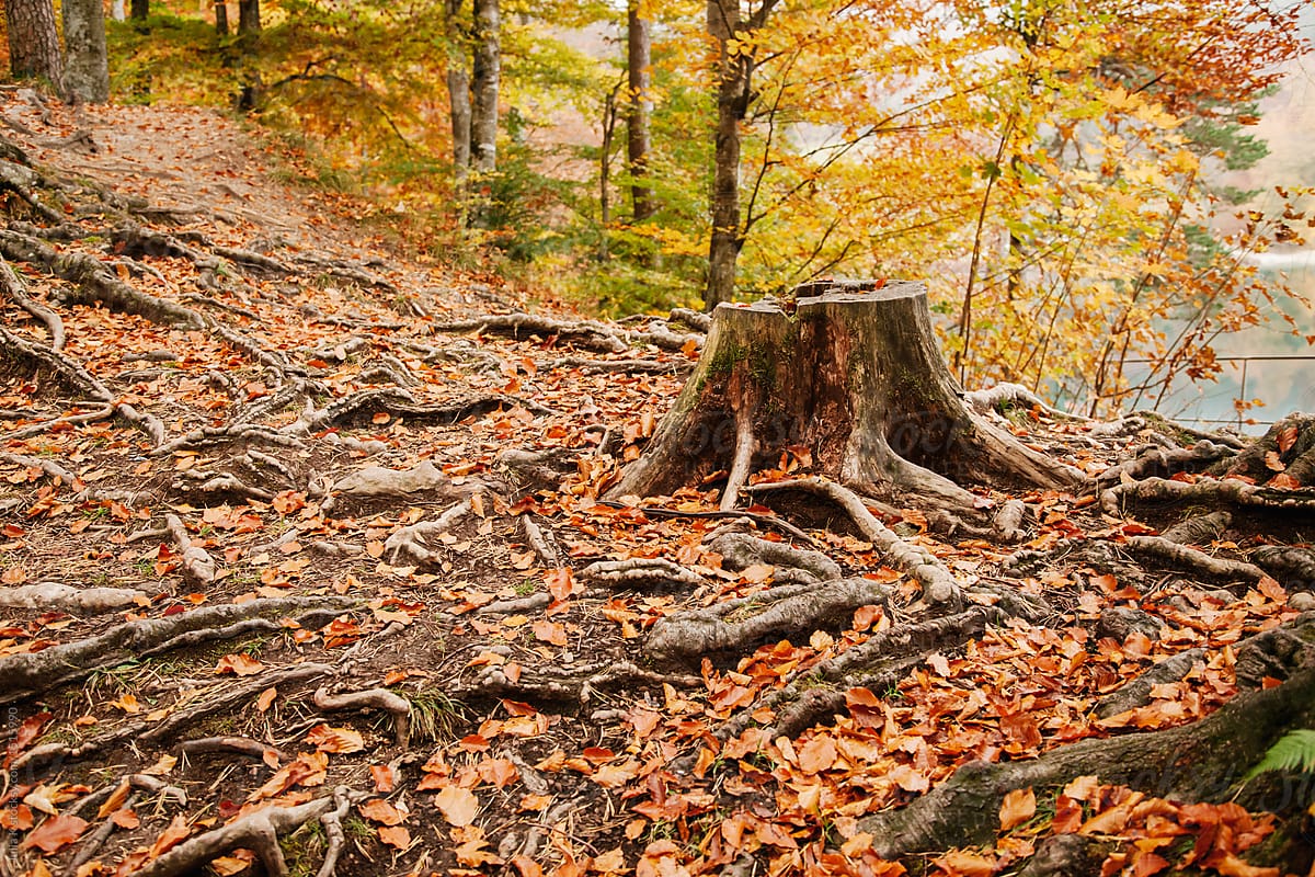 Golden trees in autumnal woods