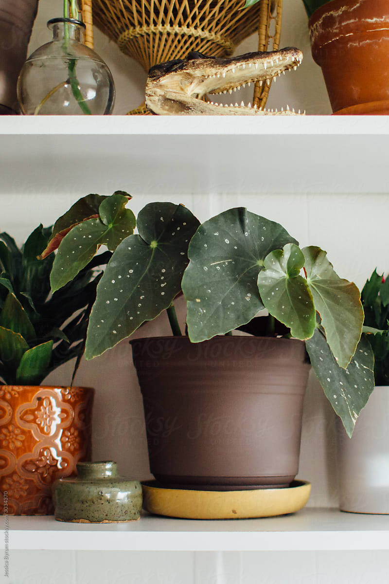 Detail Shots of A Plant Shelf