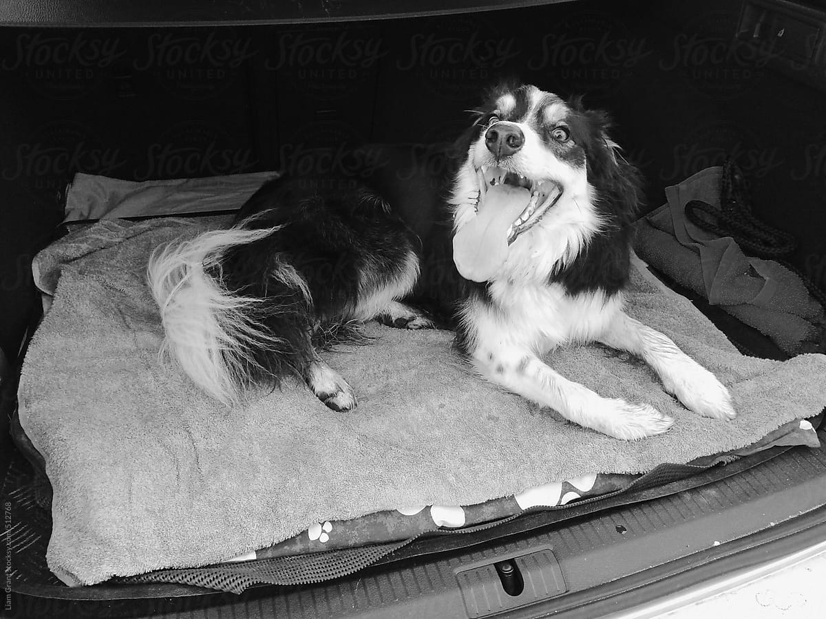 Border collie laying down in the boot of a car panting after a long walk.