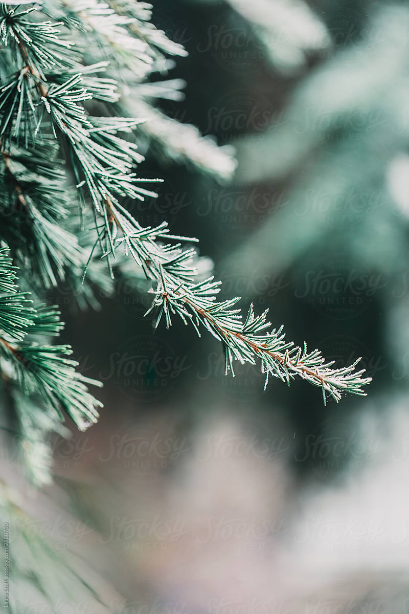 Frozen coniferous branches in wintry outdoors