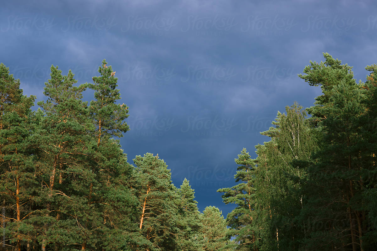 Dark storm clouds on summer forest nature