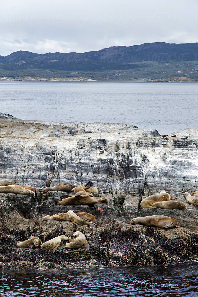 Seal Island Ushuaia