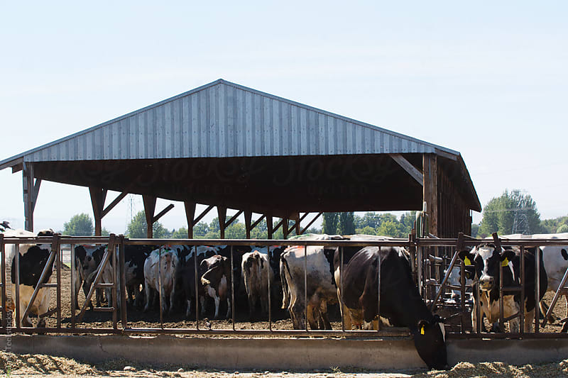 Dairy cows at dairy farm