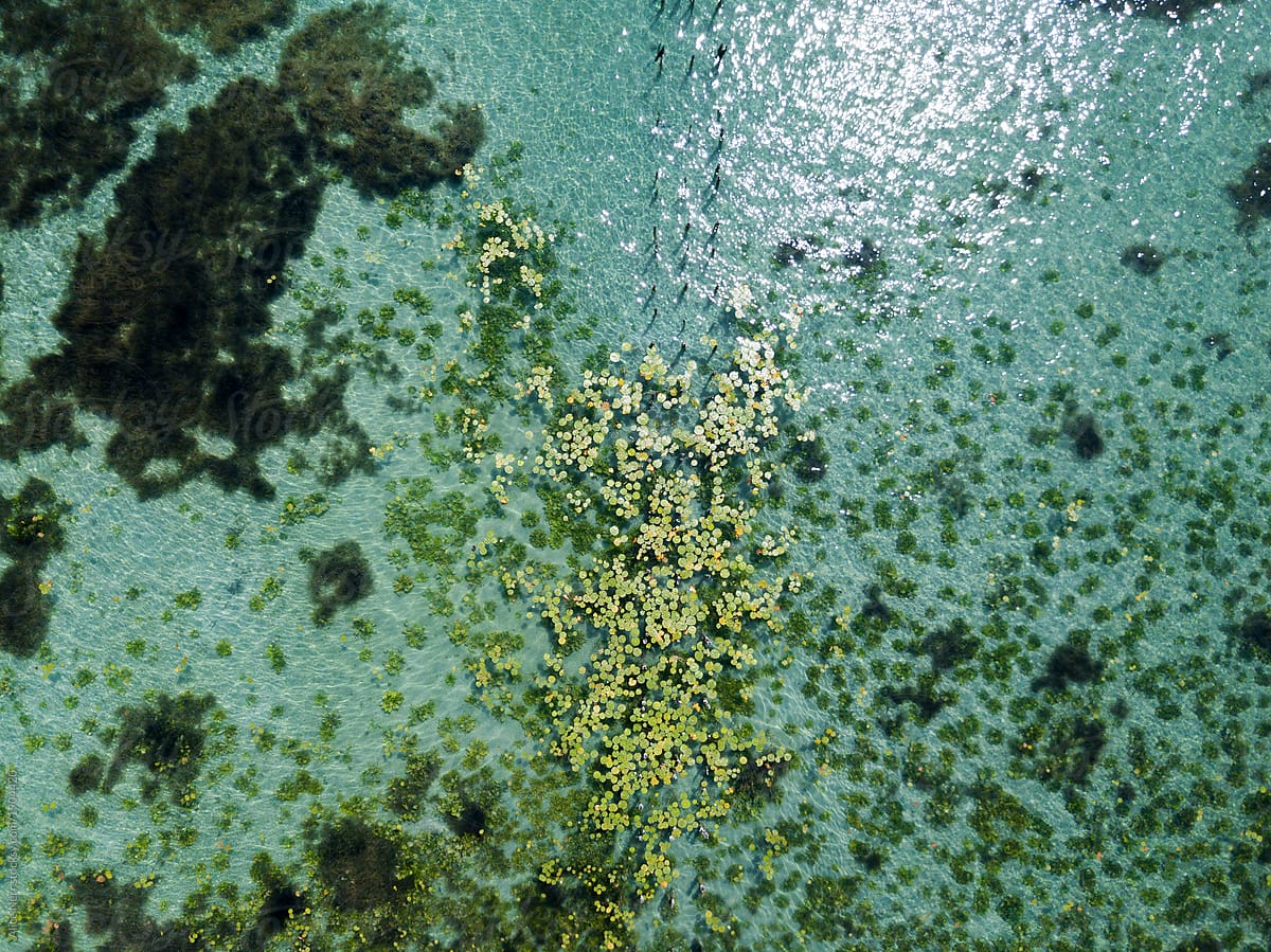 Water lilies and seaweed in transparent water - shot from drone