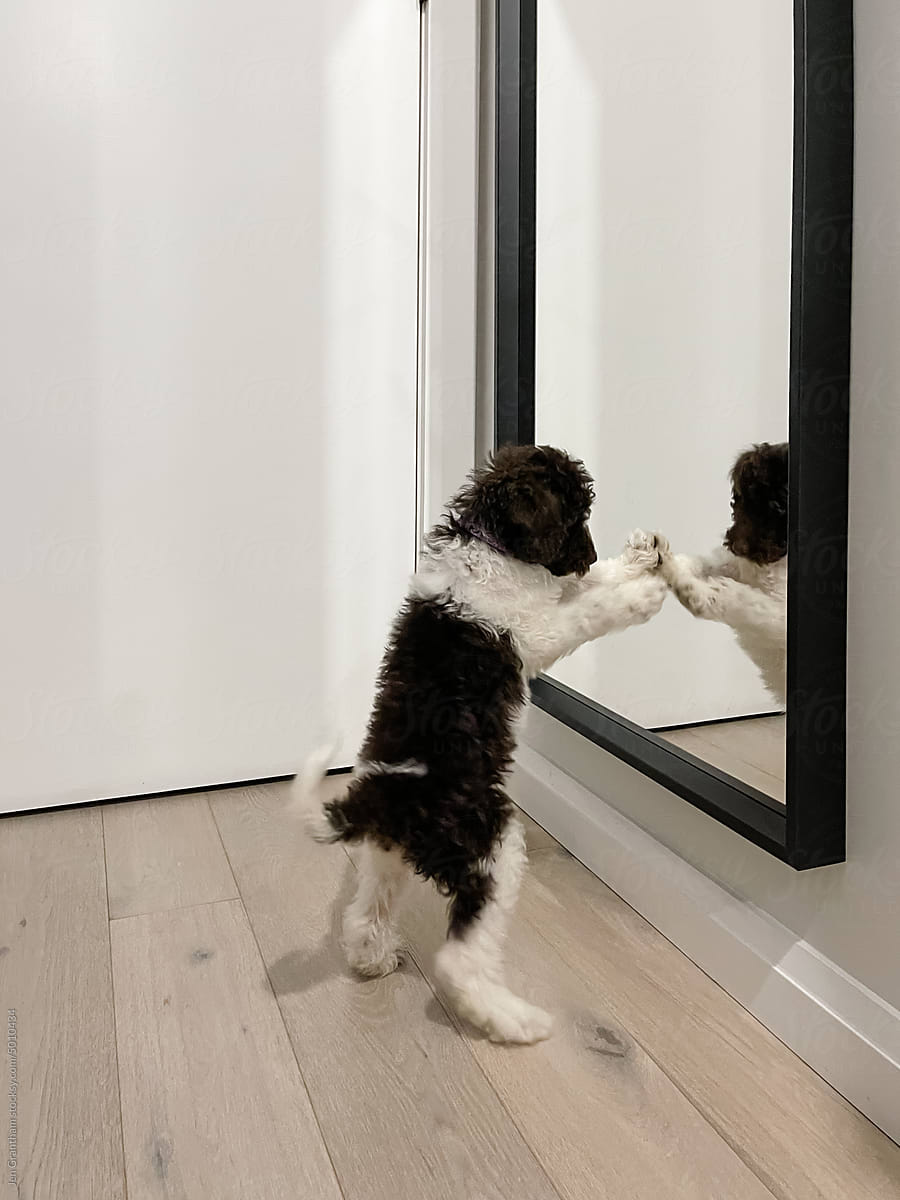 UGC puppy fighting mirror reflection
