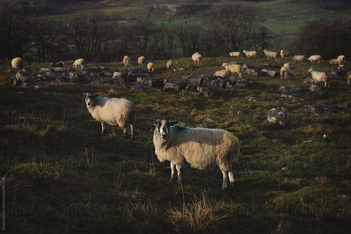 Sheep on a hillside in winter