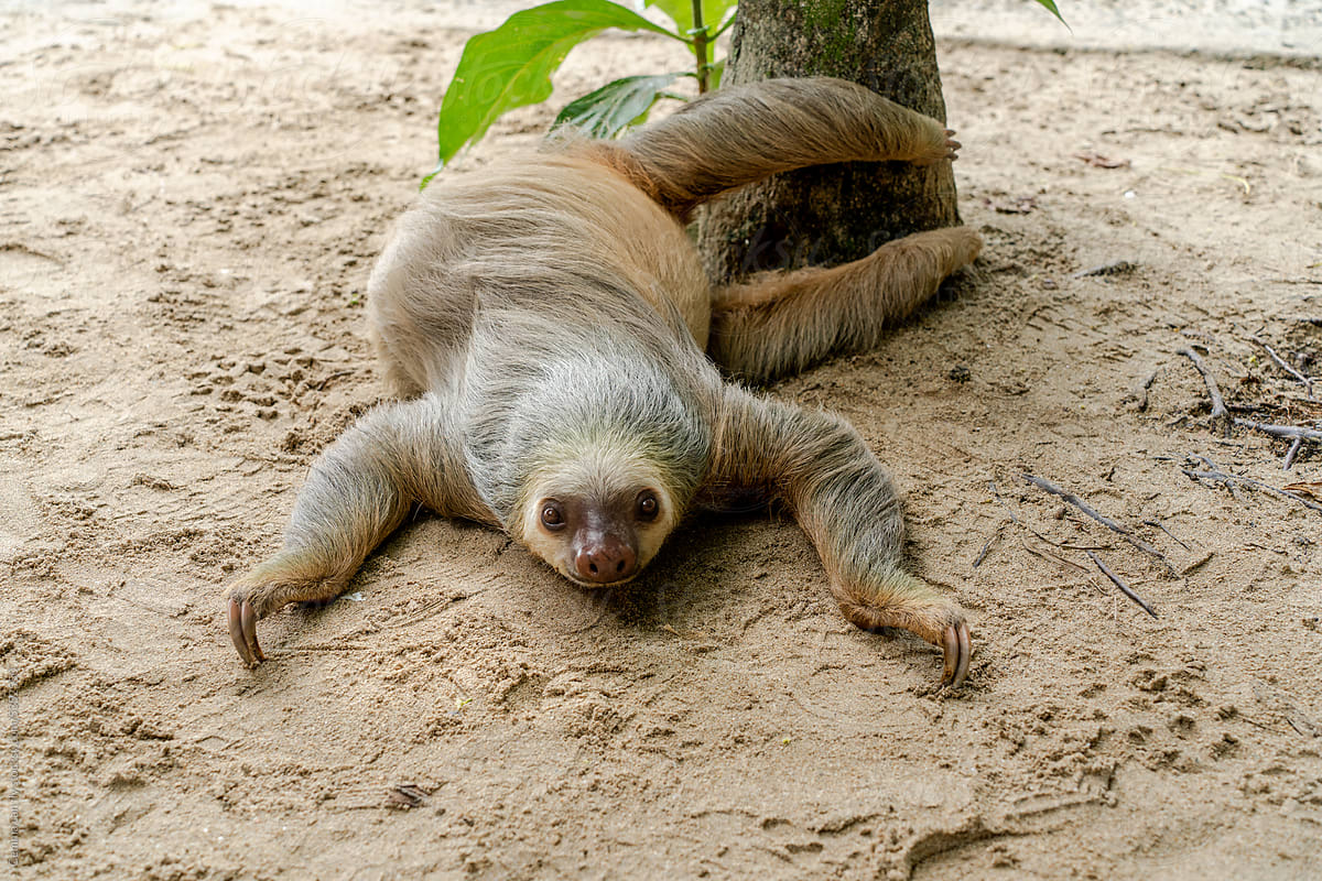 sloth climbing