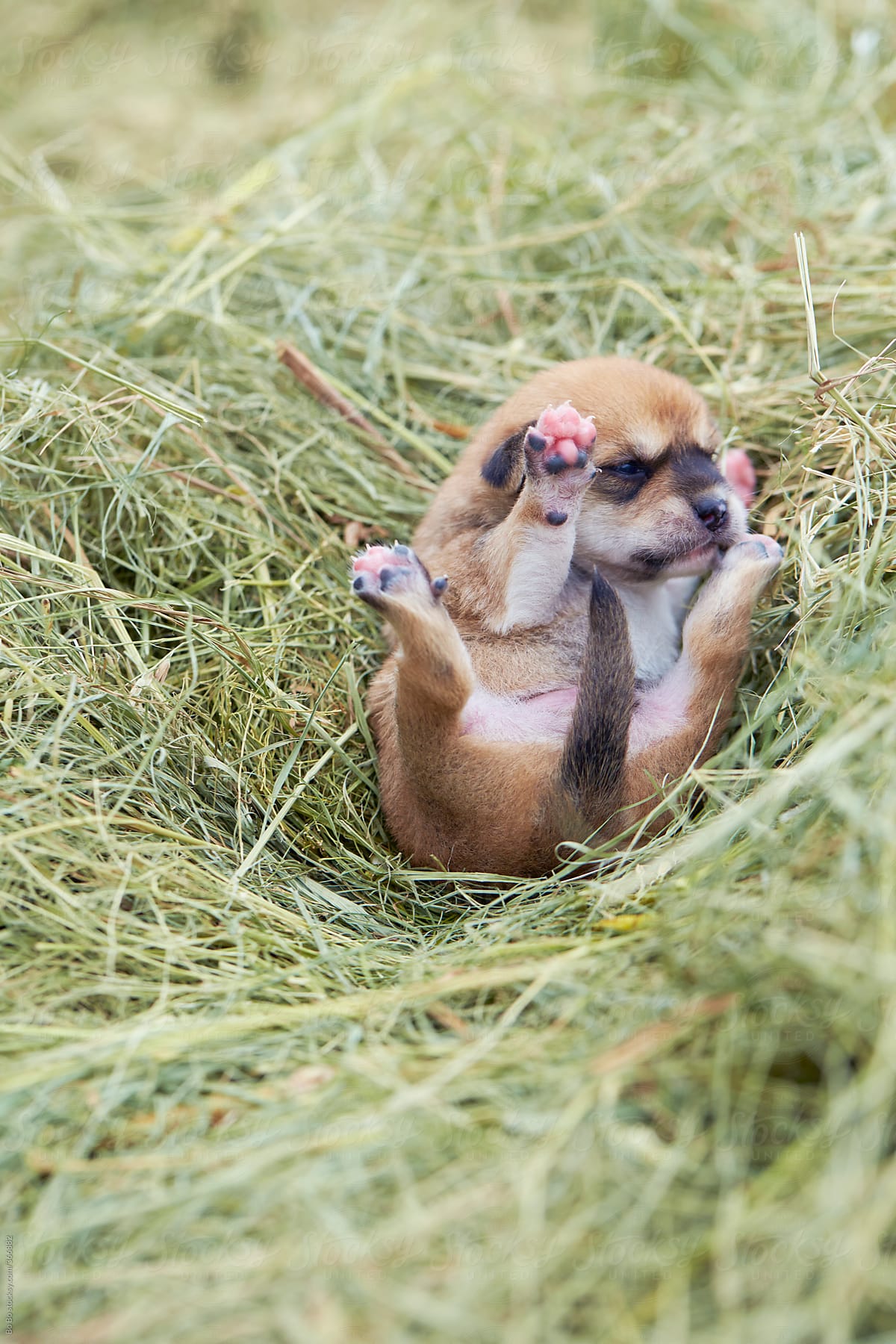 lovely puppy in hay