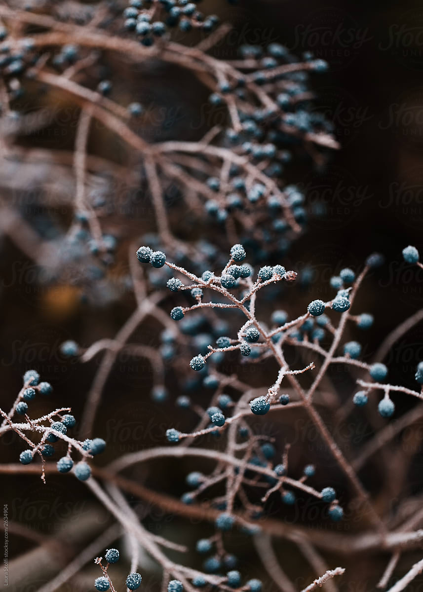 Close-up of leafless Ligustrum branches with berries covered in frost in winter